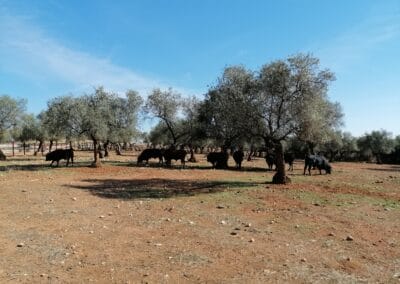 toros Seville Espagne