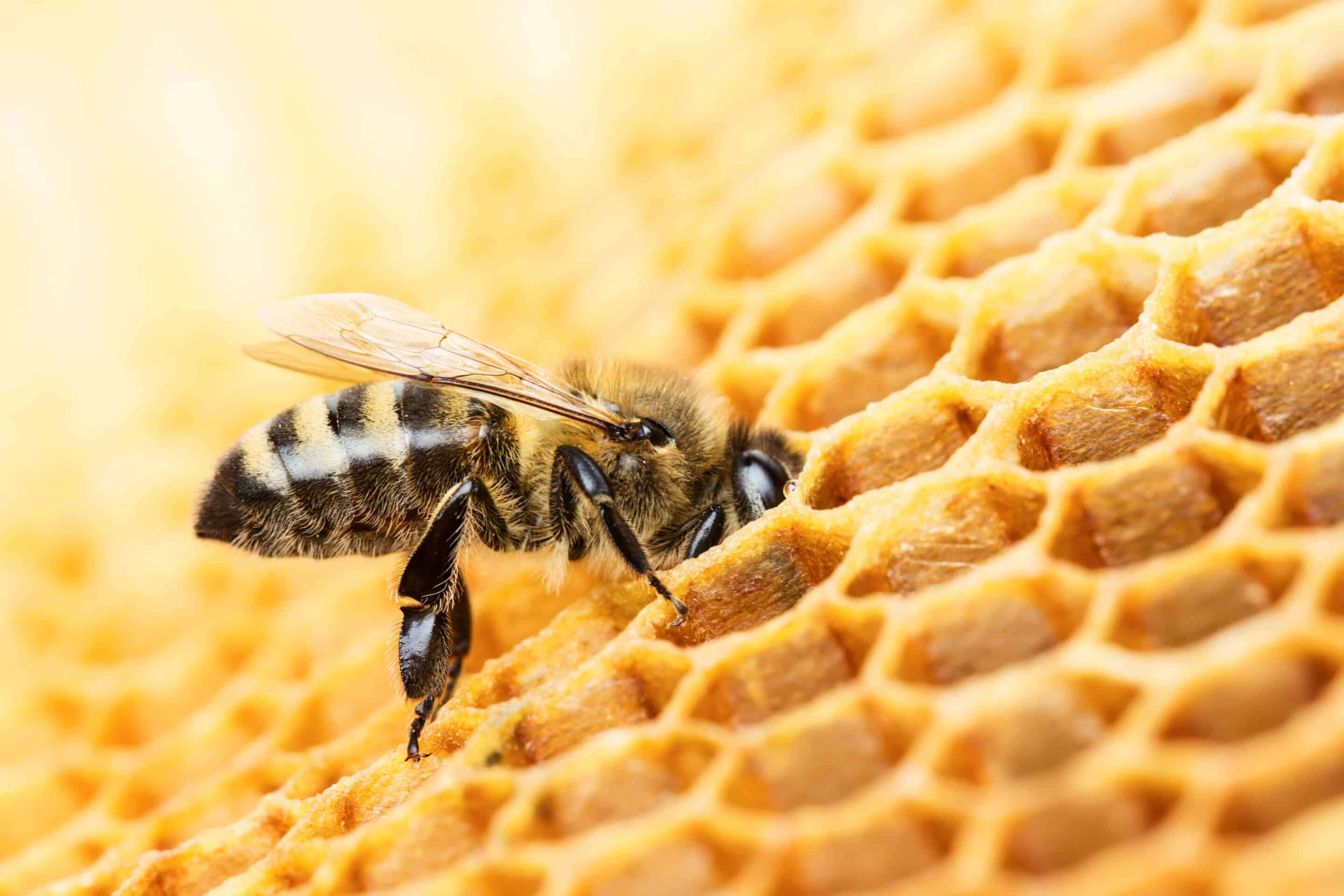 abeille ruche miel